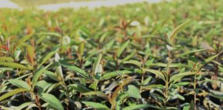 Nova Venécia distribuirá 50 mil mudas de eucalipto para agricultores locais