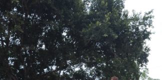 Prefeitura de Nova Venécia entrega 28 toneladas de milho para produtores rurais