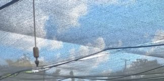 Alunos das escolas de Nova Venécia visitam viveiro e aprendem sobre preservação ambiental