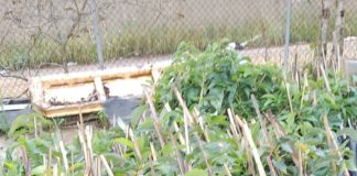 Secretaria de Agricultura vai acompanhar e monitorar mudas já entregues pelo Arranjos Produtivos