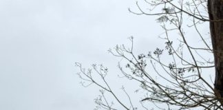 Prefeitura realiza 2º mutirão de limpeza do Rio Cricaré em Nova Venécia