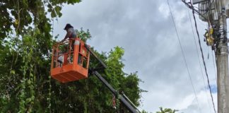 Secretaria de Meio Ambiente realiza poda de manutenção preventiva no bairro Beira Rio