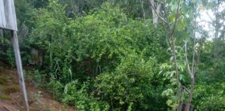 Agentes de Combate às Endemias eliminam 115 focos de dengue no bairro Bonfim