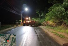 Defesa Civil e Secretaria de Obras removem árvore caída após fortes chuvas em Nova Venécia