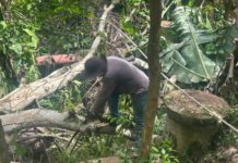 Defesa Civil retira árvore caída no Córrego da Serra com apoio da Secretaria de Obras