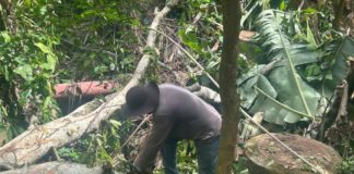 Defesa Civil retira árvore caída no Córrego da Serra com apoio da Secretaria de Obras