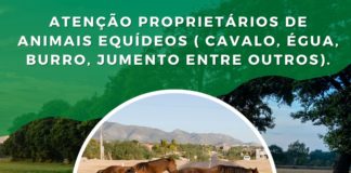Prefeitura de Nova Venécia tomará providências com relação a animais soltos em vias públicas