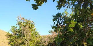 Moradores de rua são imunizados contra Covid-19 em Nova Venécia