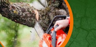 Prefeitura de Nova Venécia realiza retirada de árvores de locais inadequados