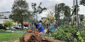 Praça Jones dos Santos Neves perde uma de suas maiores árvores
