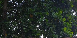 Escolas de Nova Venécia passam por dedetização e limpeza dos reservatórios de água