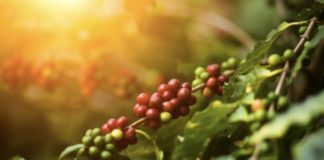 Cooperativas buscam parceria com Secretaria de Agricultura para valorização do café de qualidade em Nova Venécia