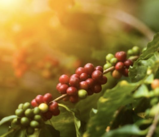 Cooperativas buscam parceria com Secretaria de Agricultura para valorização do café de qualidade em Nova Venécia
