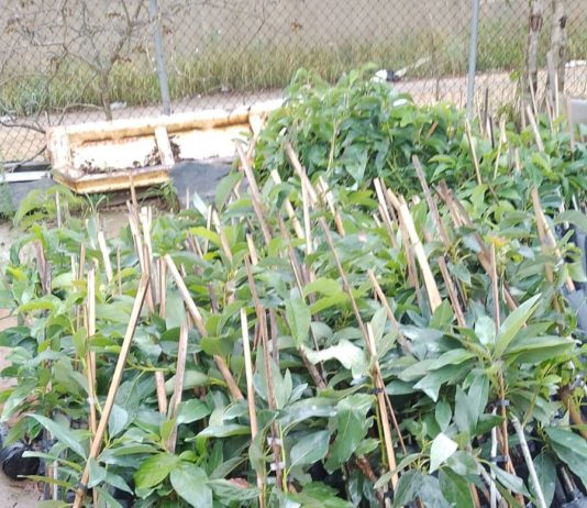 Secretaria de Agricultura vai acompanhar e monitorar mudas já entregues pelo Arranjos Produtivos