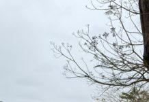 Prefeitura realiza 2º mutirão de limpeza do Rio Cricaré em Nova Venécia