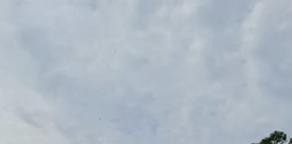 Prefeitura de Nova Venécia revitaliza telhado do Casarão