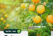 Projeto Arranjos Produtivos realiza entrega de mudas de frutas em Nova Venécia