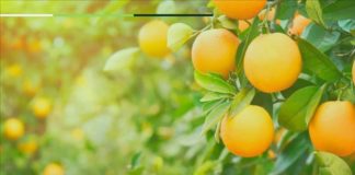 Projeto Arranjos Produtivos realiza entrega de mudas de frutas em Nova Venécia