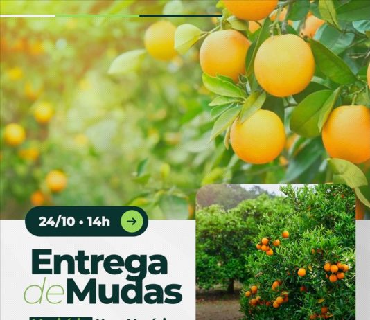 Projeto Arranjos Produtivos realiza entrega de mudas de frutas em Nova Venécia