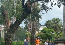 Queda de árvore na Praça do Bradesco mobiliza equipes da Prefeitura