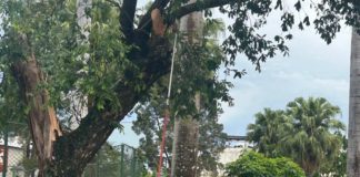 Queda de árvore na Praça do Bradesco mobiliza equipes da Prefeitura