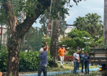 Queda de árvore na Praça do Bradesco mobiliza equipes da Prefeitura