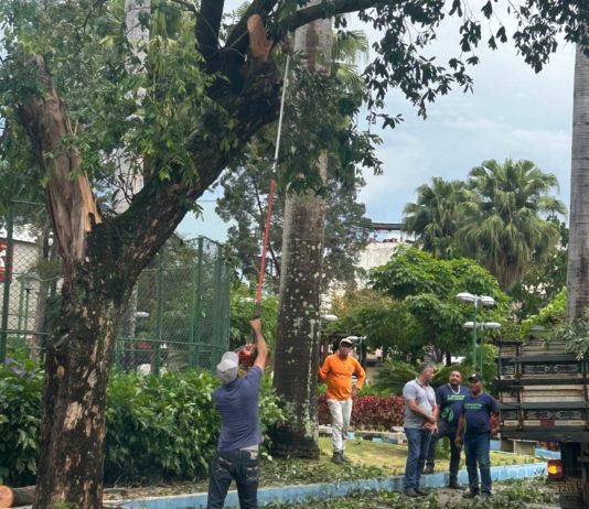 Queda de árvore na Praça do Bradesco mobiliza equipes da Prefeitura