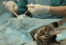 Prefeitura de Nova Venécia conclui segundo ciclo do programa PetVida com mais de 140 animais castrados