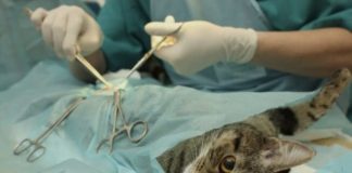 Prefeitura de Nova Venécia conclui segundo ciclo do programa PetVida com mais de 140 animais castrados