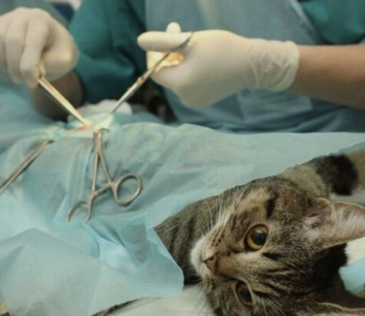 Prefeitura de Nova Venécia conclui segundo ciclo do programa PetVida com mais de 140 animais castrados