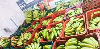 Primeira entrega de 2026: Nova Venécia distribui mais de 200 cestas verdes por meio do Programa PAA