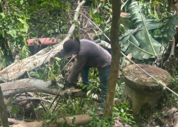 Defesa Civil retira árvore caída no Córrego da Serra com apoio da Secretaria de Obras