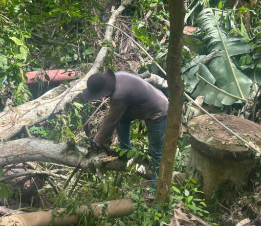 Defesa Civil retira árvore caída no Córrego da Serra com apoio da Secretaria de Obras