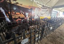 Mini Fazendinha e Setor Agro são destaque na festa dos 72 anos de Nova Venécia