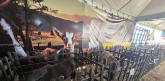 Mini Fazendinha e Setor Agro são destaque na festa dos 72 anos de Nova Venécia