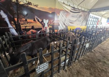 Mini Fazendinha e Setor Agro são destaque na festa dos 72 anos de Nova Venécia