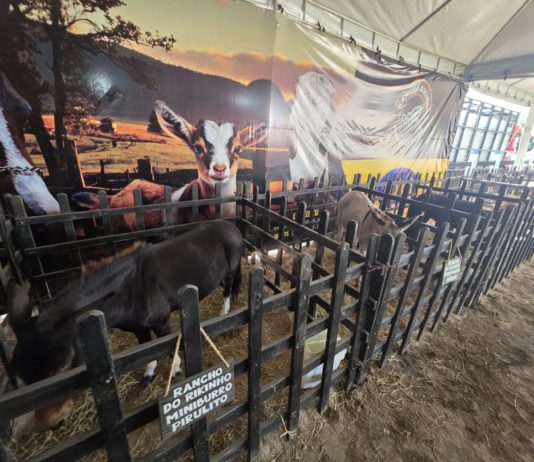 Mini Fazendinha e Setor Agro são destaque na festa dos 72 anos de Nova Venécia